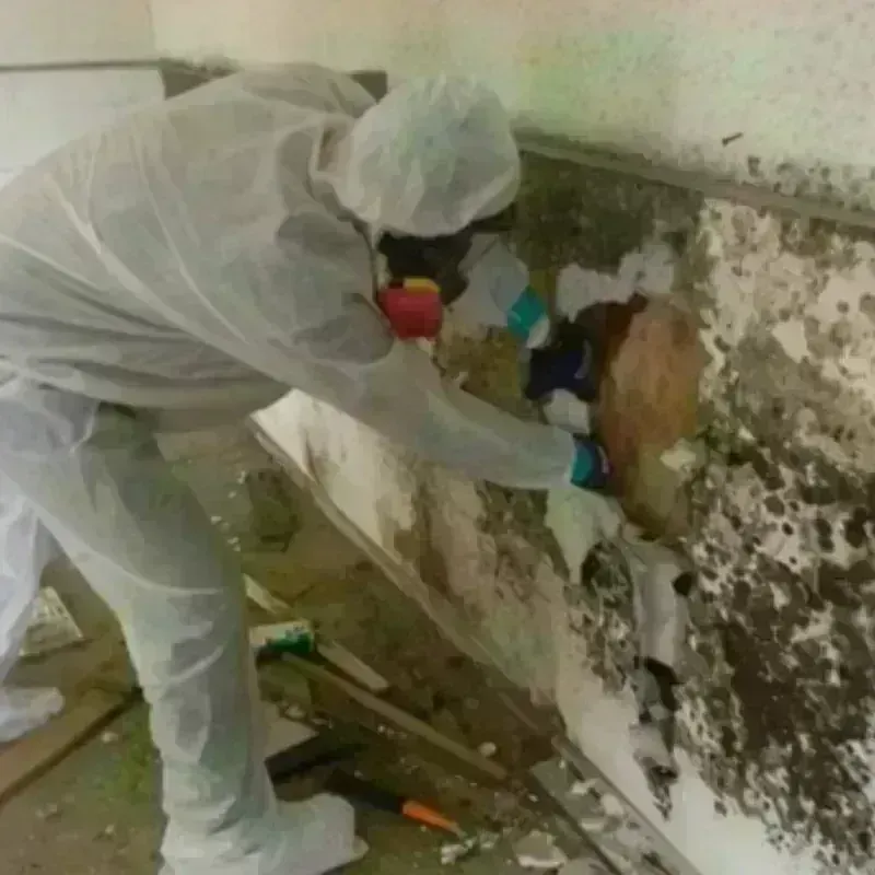 Mold Remediation and Removal in Blackstone, VA